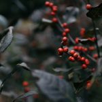 Photo Grapes, Seeds